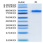 Mouse CD40 Ligand/TNFSF5 Trimer Protein (CDL-MM240)