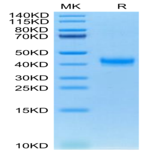 Cynomolgus CADM3 Protein (CDM-CM103)