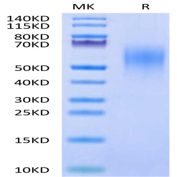 Cynomolgus CD44 Protein (CDX-CM144)