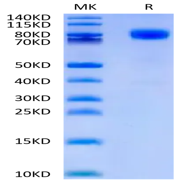 Human CD44 Protein (CDX-HM244)
