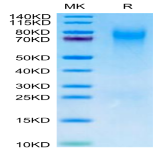 Canine CEACAM-1/CD66a Protein (CEA-DM101)