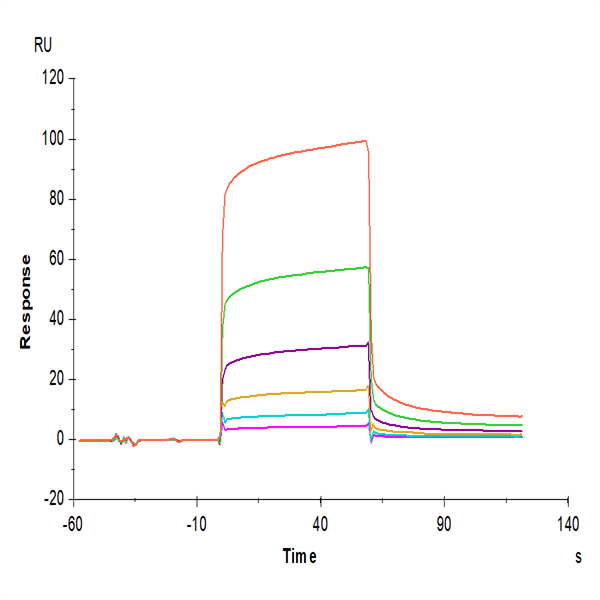 Human CEACAM-8/CD66b Protein (CEA-HM108) Human CEACAM-8/CD66b Protein (CEA-HM108)