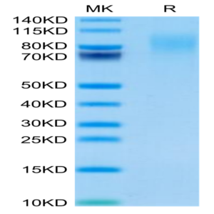 Mouse CEACAM-1/CD66a Protein (CEA-MM101)