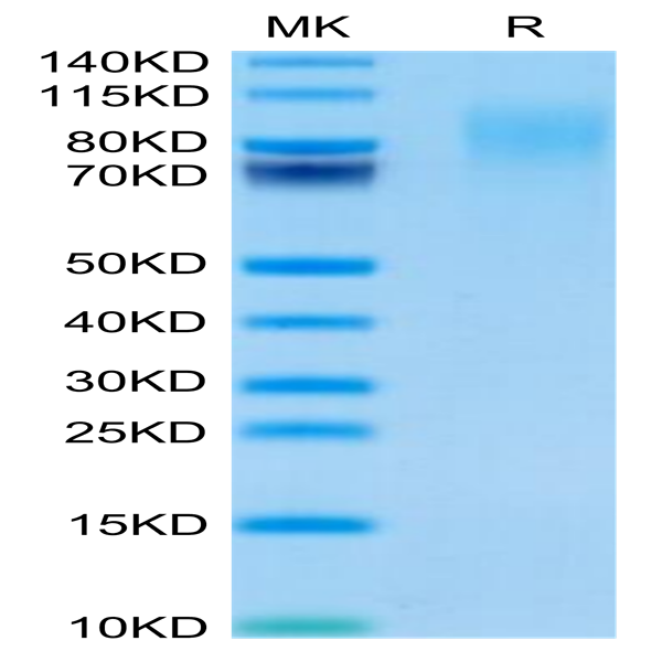 Mouse CEACAM-1/CD66a Protein (CEA-MM101)