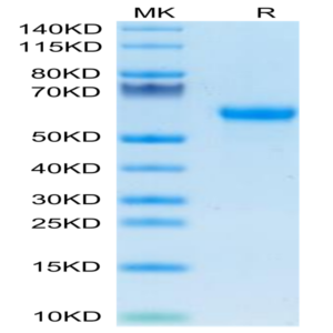 Mouse Factor H/CFH Protein (CFH-MM101)