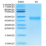 Rhesus macaque CTGF/CCN2 Protein (CGF-CM101)