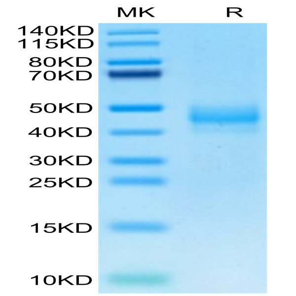 Rhesus macaque CTGF/CCN2 Protein (CGF-CM101)