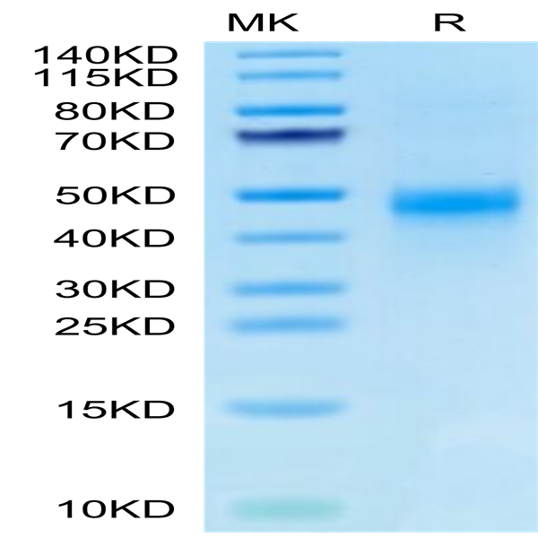 Biotinylated Human CTGF/CCN2 Protein (CGF-HM401B)