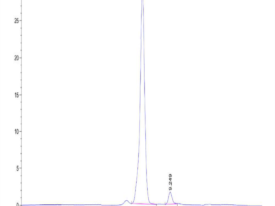 Rat CKMT2 Protein (CKM-RE002)