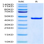 Rat CKMT2 Protein (CKM-RE002)