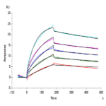 Cynomolgus Claudin 6 Protein-VLP (CLD-CM006)