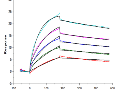 Cynomolgus Claudin 6 Protein-VLP (CLD-CM006)