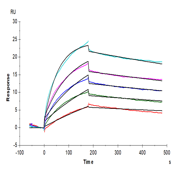 Cynomolgus Claudin 6 Protein-VLP (CLD-CM006) Cynomolgus Claudin 6 Protein-VLP (CLD-CM006)