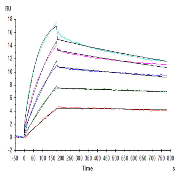 Human Claudin 18.2 Protein-VLP (CLD-HE1822) Human Claudin 18.2 Protein-VLP (CLD-HE1822)
