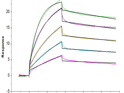 Biotinylated Human Claudin 18.2 Protein-VLP (CLD-HE1822B)