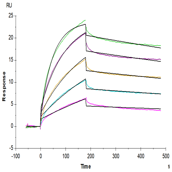 Biotinylated Human Claudin 18.2 Protein-VLP (CLD-HE1822B) Biotinylated Human Claudin 18.2 Protein-VLP (CLD-HE1822B)