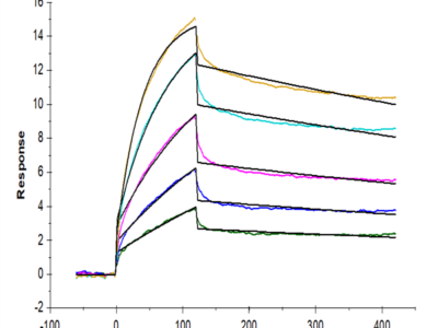 Human Claudin 6 Protein-VLP (CLD-HM006)