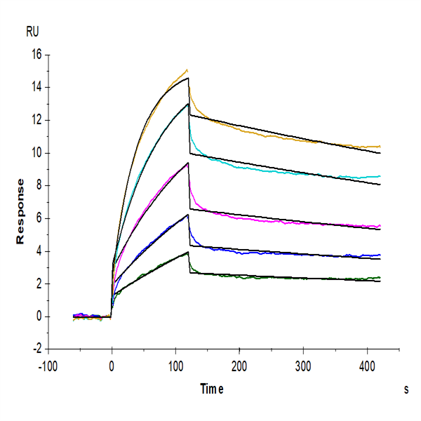 Human Claudin 6 Protein-VLP (CLD-HM006) Human Claudin 6 Protein-VLP (CLD-HM006)