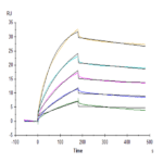 Biotinylated Human Claudin 6 Protein-VLP (CLD-HM006B)