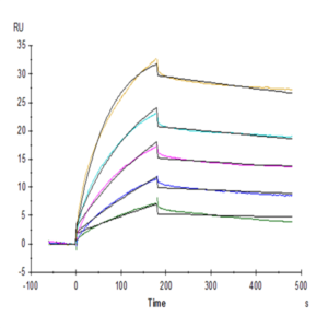 Biotinylated Human Claudin 6 Protein-VLP (CLD-HM006B)