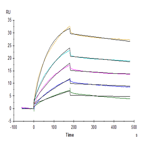 Biotinylated Human Claudin 6 Protein-VLP (CLD-HM006B) Biotinylated Human Claudin 6 Protein-VLP (CLD-HM006B)