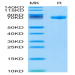 Biotinylated Human CLEC2D Protein (CLD-HM52DB)