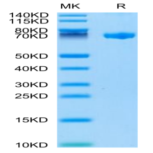 Biotinylated Human CLEC2D Protein (CLD-HM52DB)