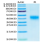 Cynomolgus CLEC12A/MICL/CLL-1 Protein (CLE-CM12A)