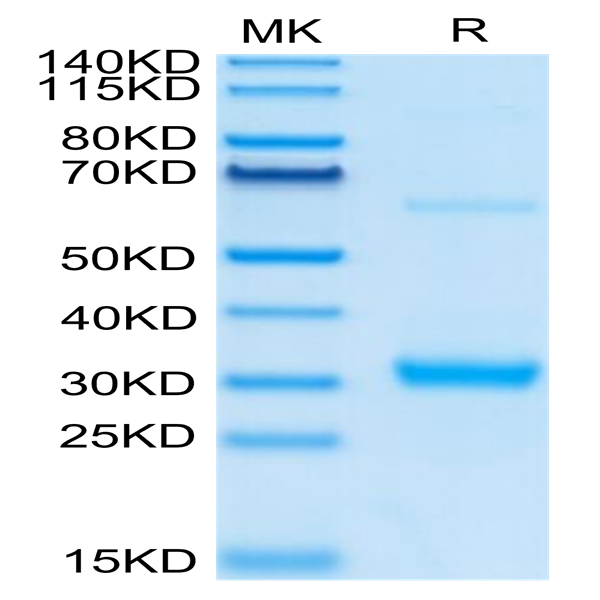 Human CLEC10A Protein (CLE-HM10A) Human CLEC10A Protein (CLE-HM10A)