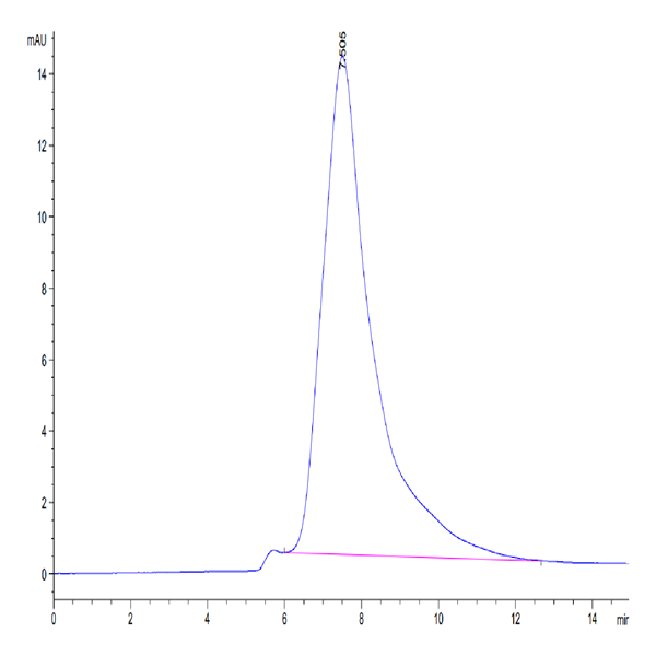 Human CLEC10A Protein (CLE-HM10B) Human CLEC10A Protein (CLE-HM10B)