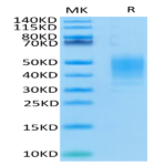 Human CLEC12A/MICL/CLL-1 Protein (CLE-HM12A)