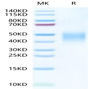 FITC-Labeled Human CLEC12A/MICL/CLL-1 Protein (CLE-HM12AF)