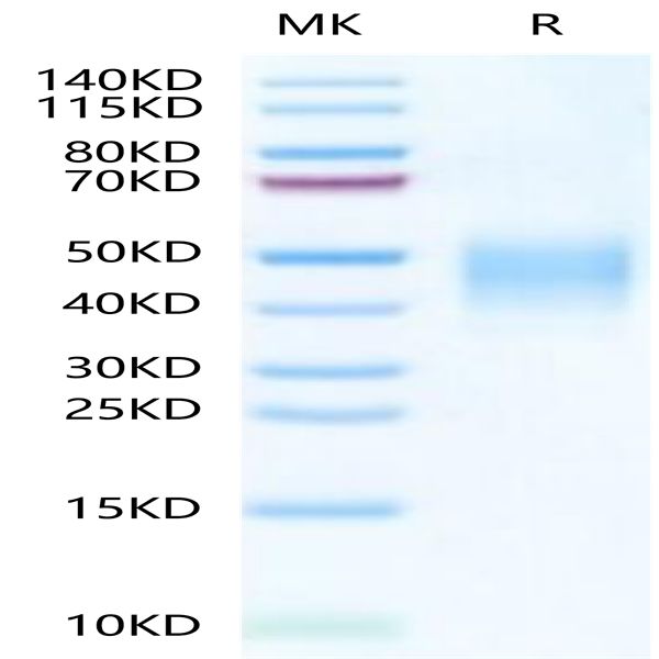 FITC-Labeled Human CLEC12A/MICL/CLL-1 Protein (CLE-HM12AF)