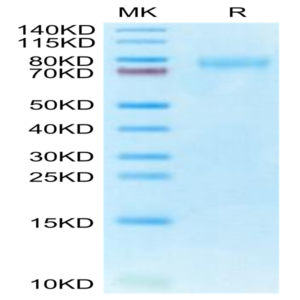 Human CLEC14A Protein (CLE-HM14A)