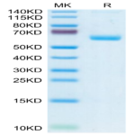 Human CLEC-1 Protein (CLE-HM201)