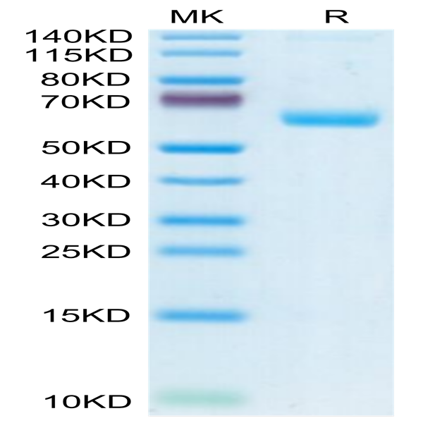 Human CLEC-1 Protein (CLE-HM201)