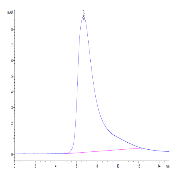 Human CLEC12A/MICL/CLL-1 Protein (CLE-HM22A)