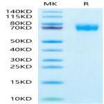 Human CLEC12A/MICL/CLL-1 Protein (CLE-HM22A)