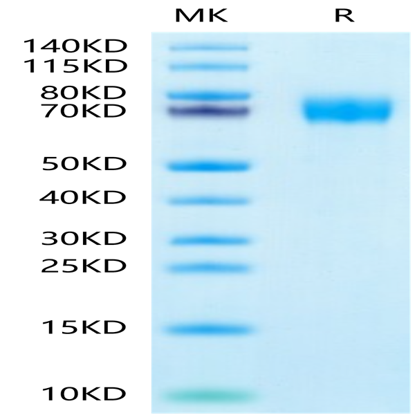 Human CLEC12A/MICL/CLL-1 Protein (CLE-HM22A)