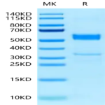Human CLEC2B Protein (CLE-HM22B)