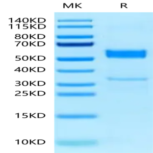 Human CLEC2B Protein (CLE-HM22B)
