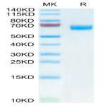 Human MDL-1/CLEC5A Protein (CLE-HM25A)