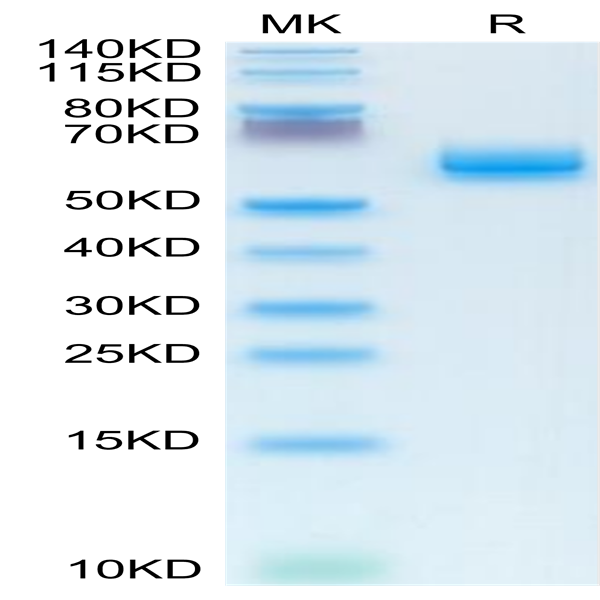 Human CLEC9A Protein (CLE-HM29A)