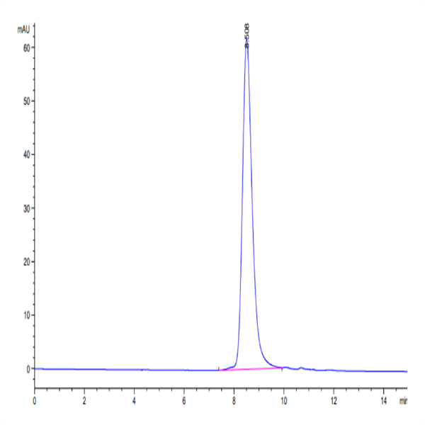 Biotinylated Human CLEC12A/MICL/CLL-1 Protein (CLE-HM42AB)