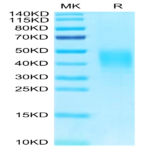 Biotinylated Human CLEC12A/MICL/CLL-1 Protein (CLE-HM42AB)