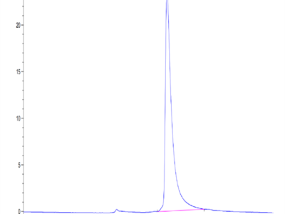 Mouse CLEC12A/MICL/CLL-1 Protein (CLE-MM12A)