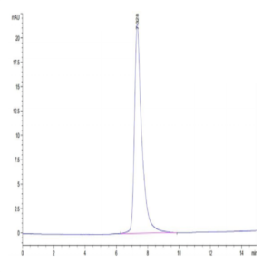 Mouse CLEC14A Protein (CLE-MM14A)