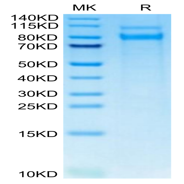 Mouse CLEC14A Protein (CLE-MM14A)