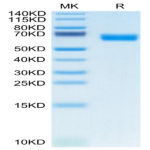 Mouse CLEC-1 Protein (CLE-MM201)