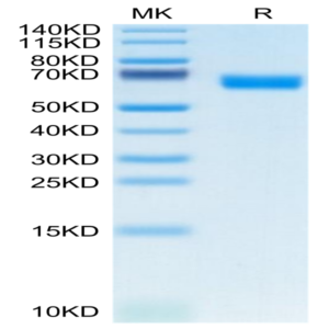 Mouse CLEC-1 Protein (CLE-MM201)